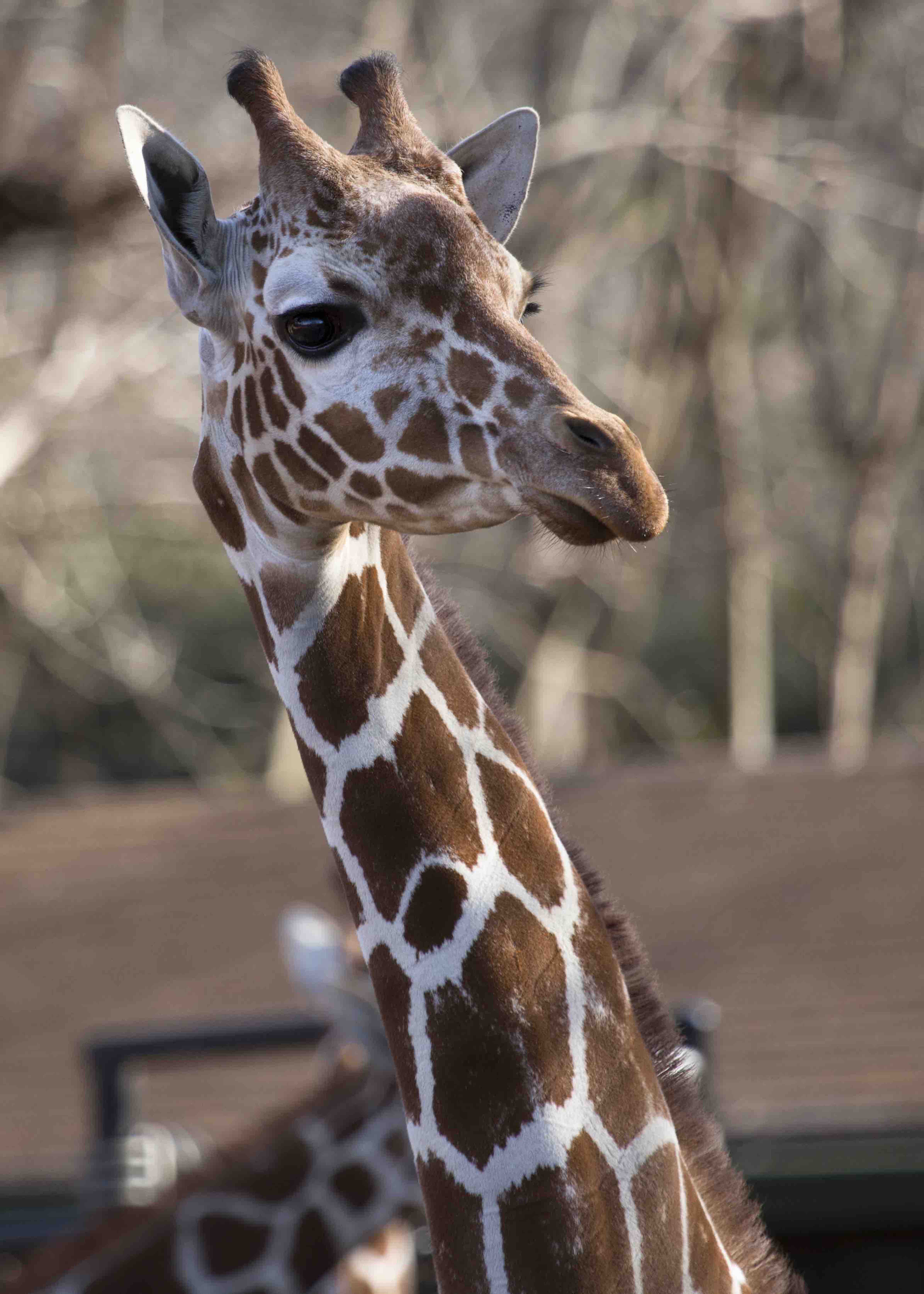 bibliothèque de ressources photos - atlanta citypass